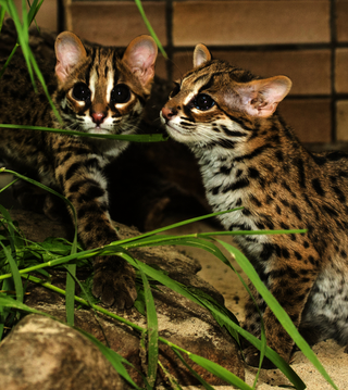 Illustration for article titled ZOMG BABY LEOPARD CATS!!!